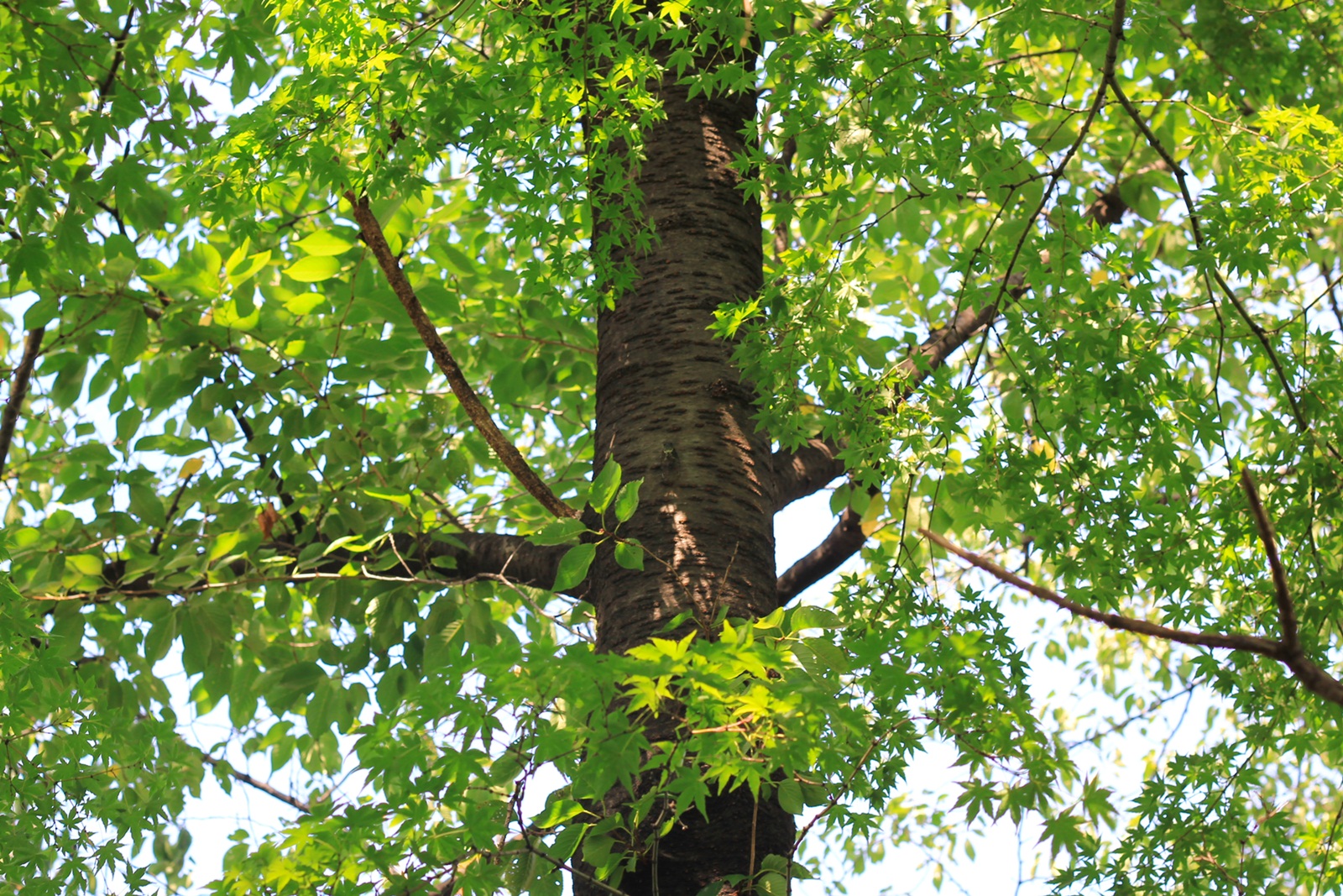 庭木プレゼントキャンペーン